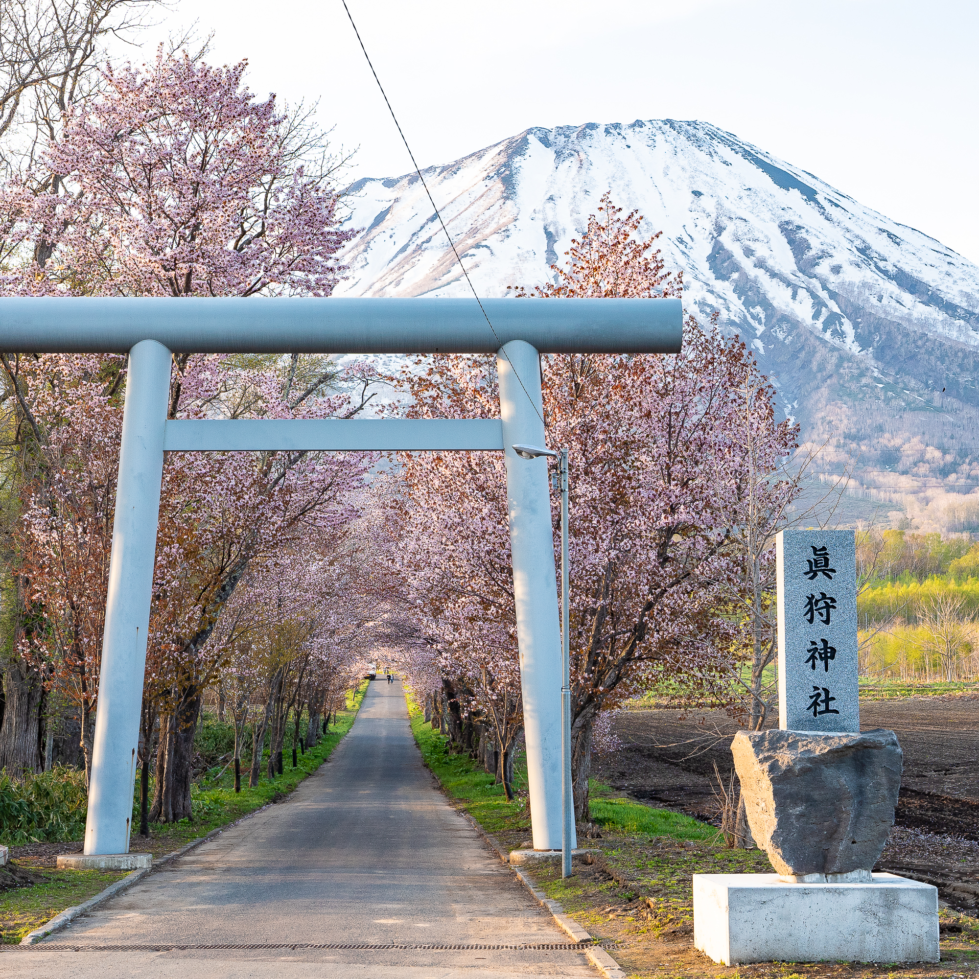 真狩神社の桜が満開
